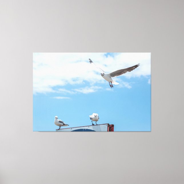 Flying Sitting Seagulls Birds Blue Sky Canvas Print (Front)