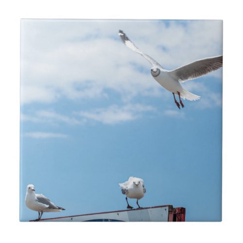 Flying Sitting Seagulls Birds Blue Sky Ceramic Tile