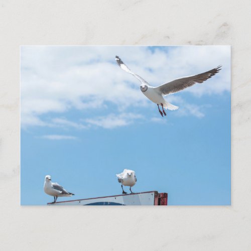 Flying Sitting Seagulls Birds Blue Sky Postcard