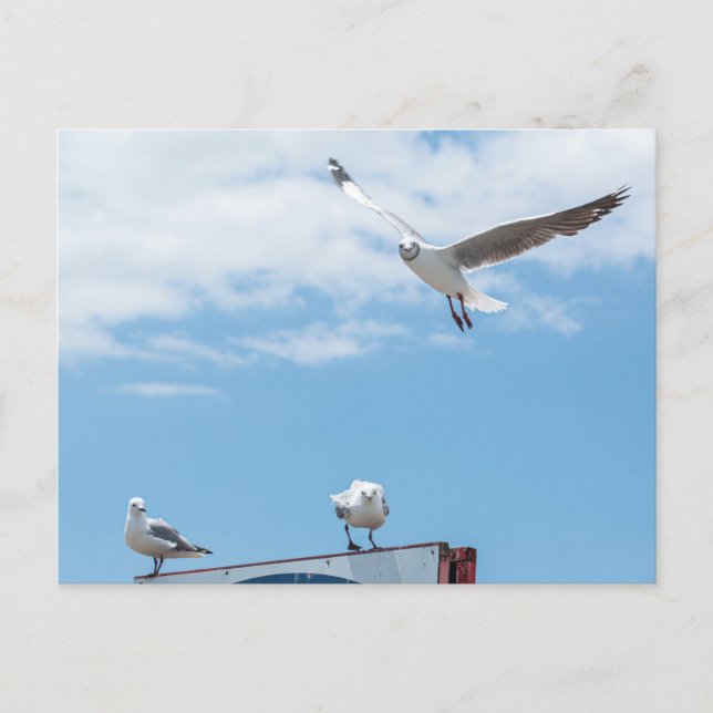 Flying Sitting Seagulls Birds Blue Sky Postcard (Front)