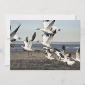 Flying Snow Geese (Front)