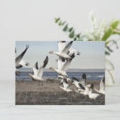 Flying Snow Geese (Standing Front)