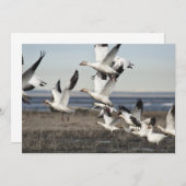 Flying Snow Geese (Front/Back)