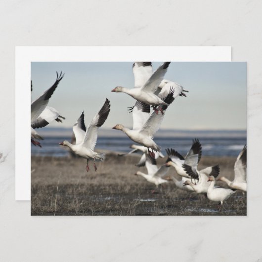Flying Snow Geese (Front/Back)