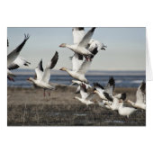 Flying Snow Geese (Front Horizontal)