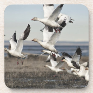 Flying Snow Geese Beverage Coaster