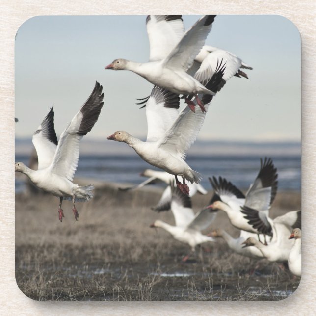 Flying Snow Geese Beverage Coaster (Front)