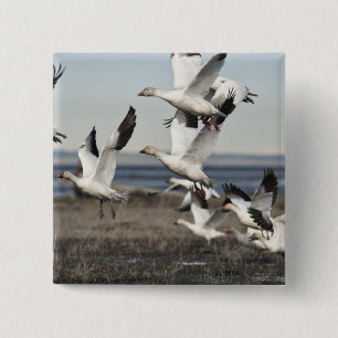 Flying Snow Geese Button