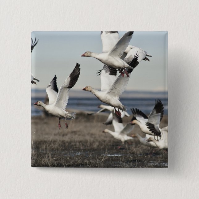 Flying Snow Geese Button (Front)