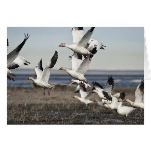 Flying Snow Geese Cards (Front Horizontal)
