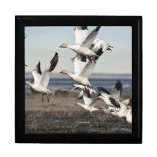Flying Snow Geese Gift Box