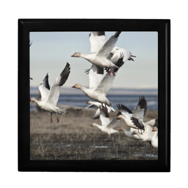 Flying Snow Geese Gift Box (Front)