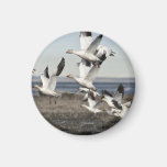 Flying Snow Geese Magnet