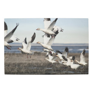 Flying Snow Geese Metal Print