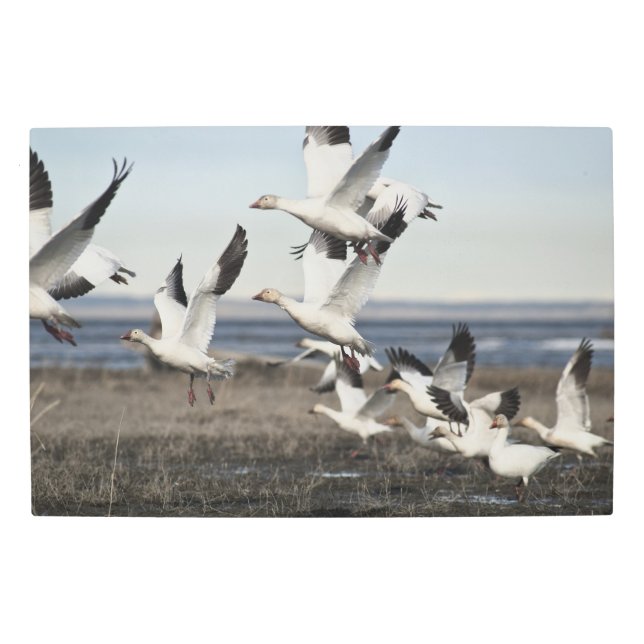 Flying Snow Geese Metal Print (Front)