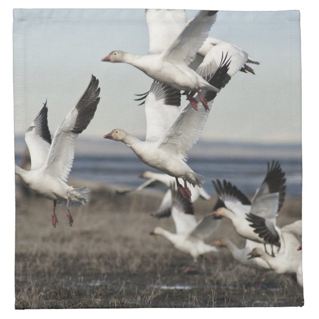 Flying Snow Geese Napkin (Front)