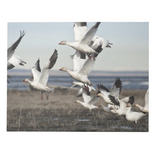Flying Snow Geese Notepad