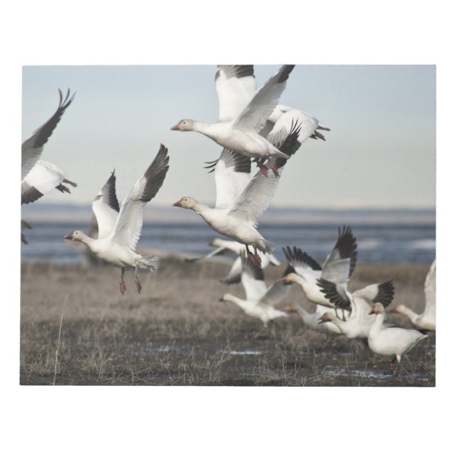 Flying Snow Geese Notepad (Front)