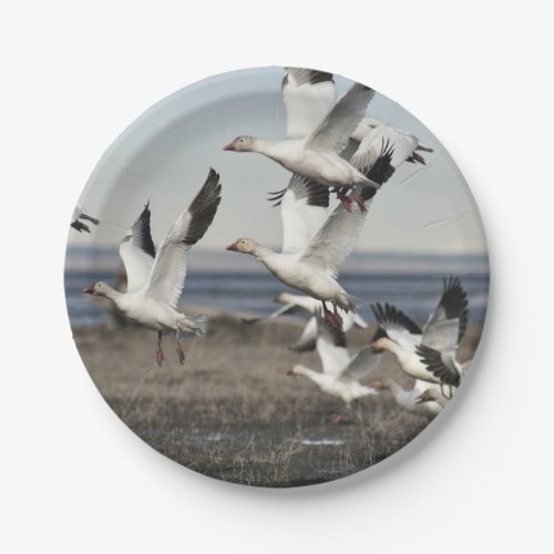 Flying Snow Geese Paper Plates