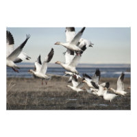 Flying Snow Geese