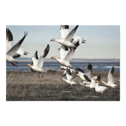 Flying Snow Geese Photo Print