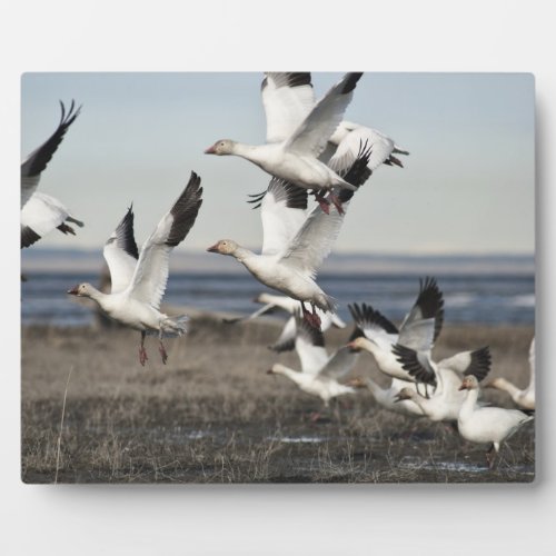 Flying Snow Geese Plaque