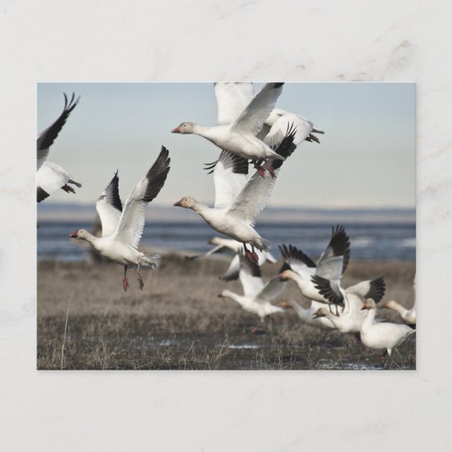 Flying Snow Geese Postcard (Front)
