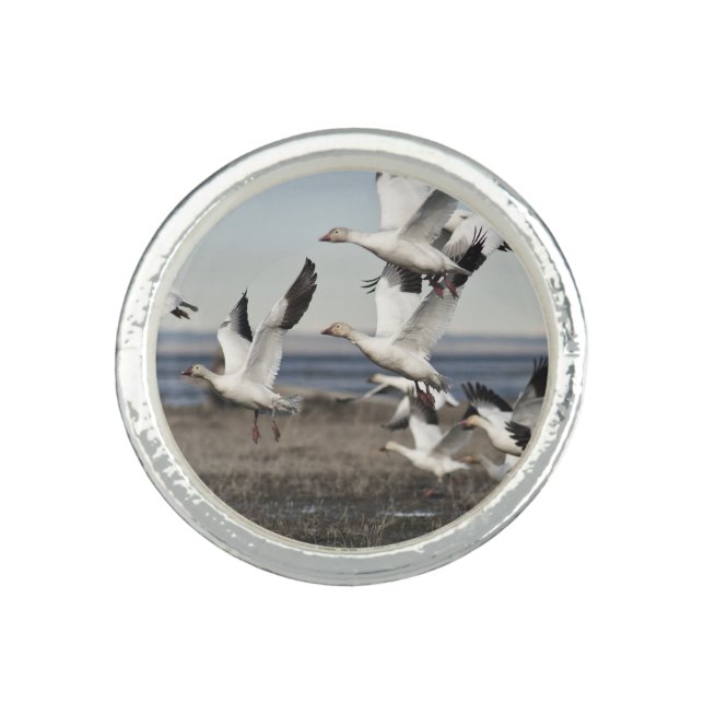Flying Snow Geese Ring (Front)