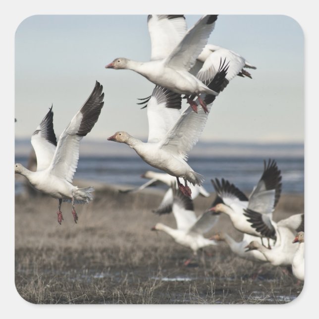 Flying Snow Geese Square Sticker (Front)