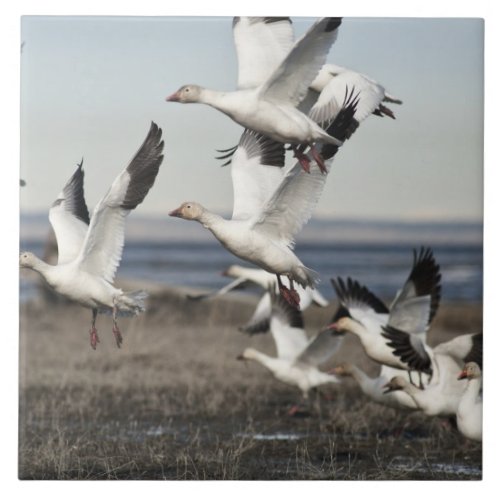 Flying Snow Geese Tile