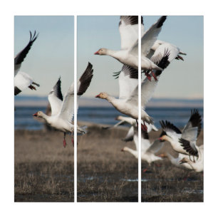 Flying Snow Geese Triptych