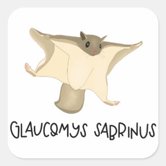 Flying squirrel sticker