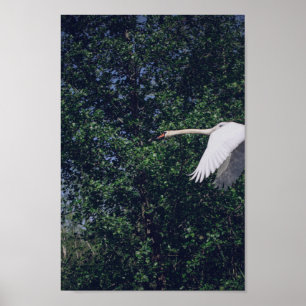 Flying Swan Nature Bird Wild Life Poster