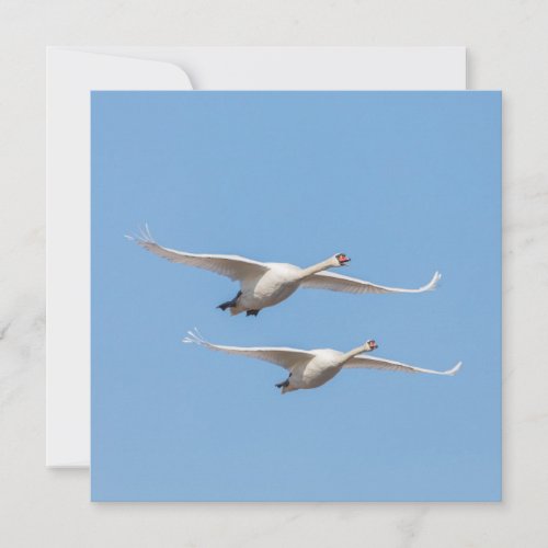 Flying Swans Nature Photo Card