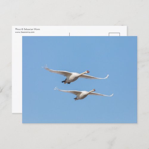 Flying Swans Nature Photo Postcard
