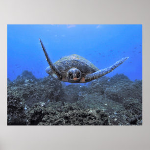 Flying Turtle Poster