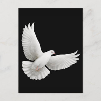Flying White Dove Postcard