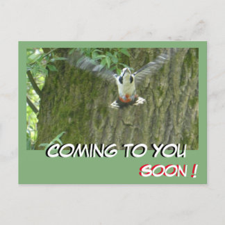Flying Woodpecker Coming to You Soon Postcard