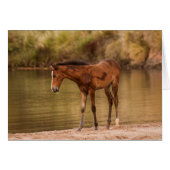 Foal at the river (Front Horizontal)