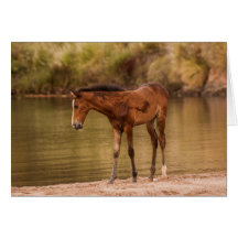 Foal at the river