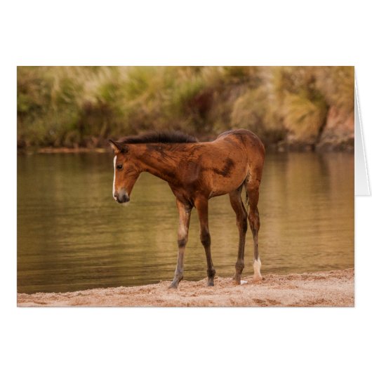 Foal at the river cards (Front Horizontal)
