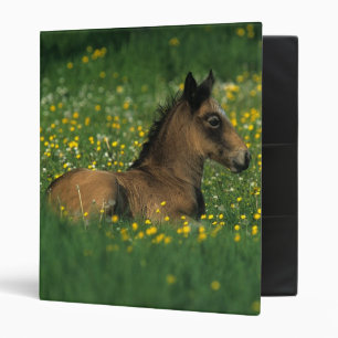 Foal Laying Down in Flowers 3 Ring Binder