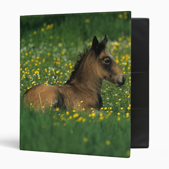 Foal Laying Down in Flowers 3 Ring Binder (Front/Inside)