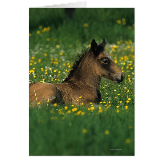 Foal Laying Down in Flowers Cards (Front)