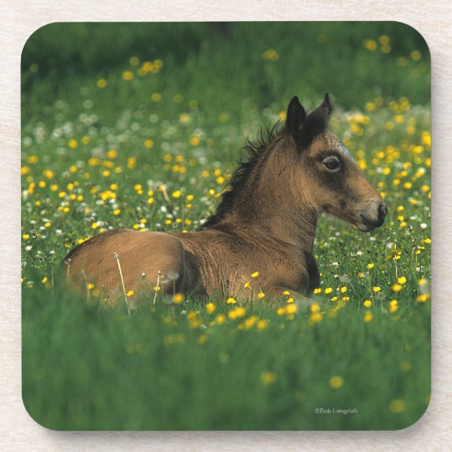 Foal Laying Down in Flowers Drink Coaster (Front)