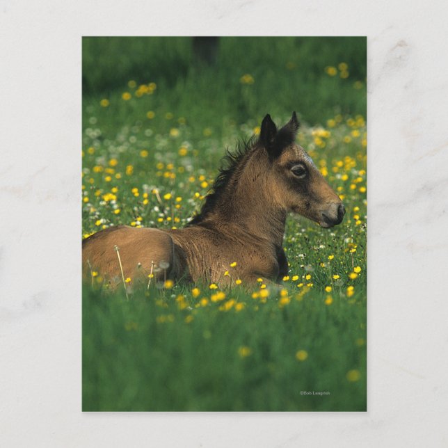 Foal Laying Down in Flowers Postcard (Front)