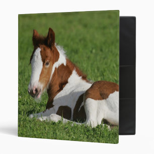 Foal Laying in Grass Binder