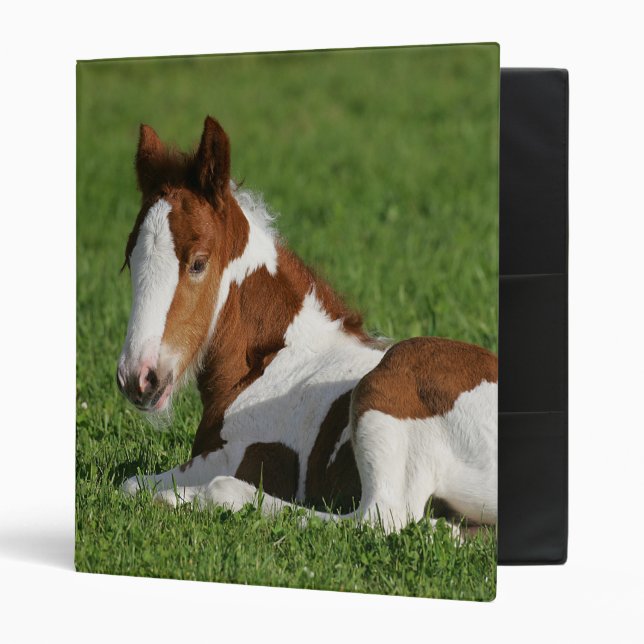 Foal Laying in Grass Binder (Front/Inside)