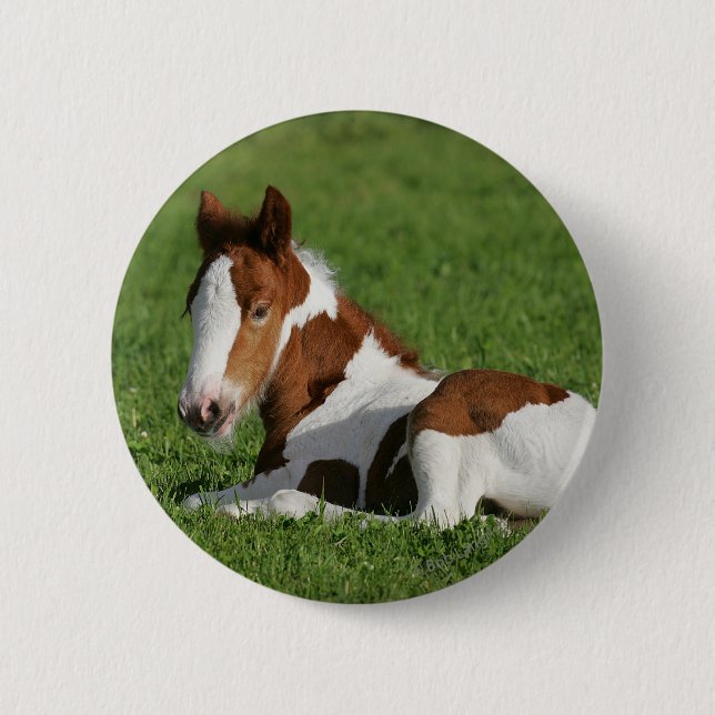 Foal Laying in Grass Button (Front)