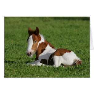 Foal Laying in Grass Cards